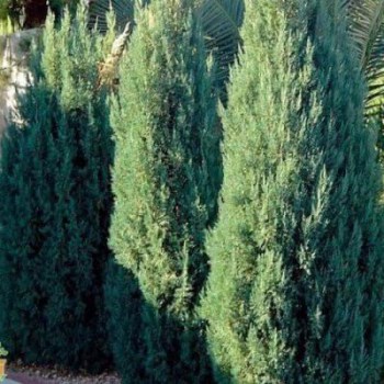borievka-juniperus