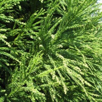 kryptomeria-cryptomeria