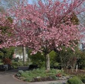 okrasna-ceresna-prunus-serrulata