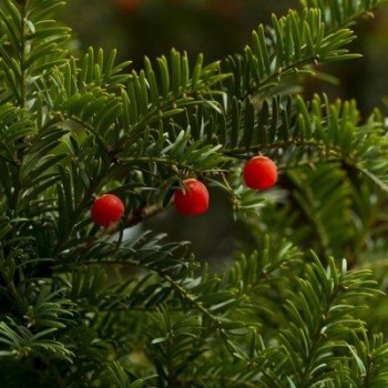 tis-taxus