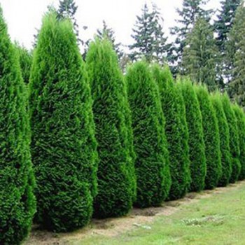 tuja - thuja