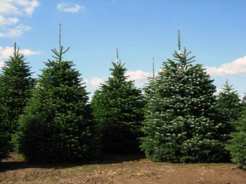 Jedľa nordmannova kaukazská živý rezaný vianočný stromček 2