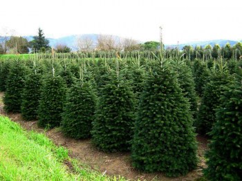 Jedľa nordmannova kaukazská živý rezaný vianočný stromček