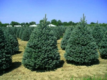 Smrek pichľavý Glauca - strieborná jedlička živý rezaný vianočný stromček