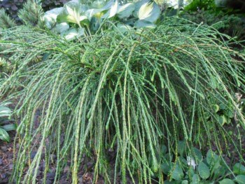 tuja-riasnata-whipcord-thuja-plicata-whipcord