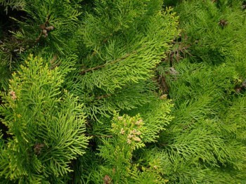 tuja-vychodna-aurea-nana-thuja-orientalis-pyramidalis-aurea-02