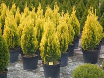 tuja-vychodna-aurea-nana-thuja-orientalis-pyramidalis-aurea