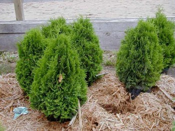 tuja-zapadna-holmstrup-thuja-occidentalis-holmstrup-03