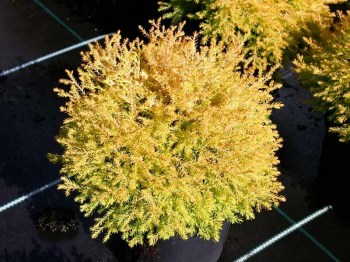 tuja-zapadna-rheingold-thuja-occidentalis-rheingold-02