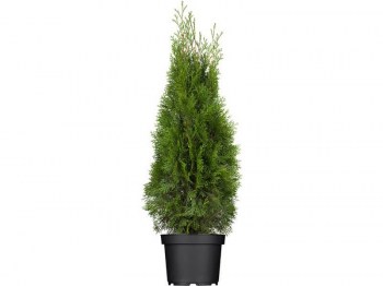 tuja-zapadna-smaragd-thuja-occidentalis-smaragd-01