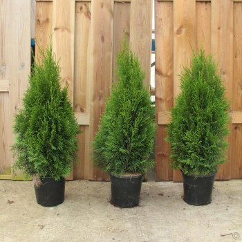 tuja-zapadna-smaragd-thuja-occidentalis-smaragd-04