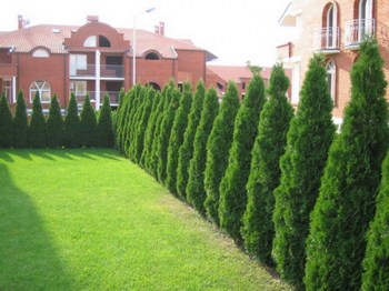 tuja-zapadna-smaragd-thuja-occidentalis-smaragd-05