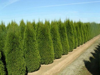 tuja-zapadna-smaragd-thuja-occidentalis-smaragd-06