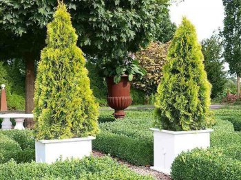 tuja-zapadna-smaragd-zlata-thuja-occidentalis-golden-smaragd-02