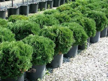 tuja-zapadna-tiny-tim-thuja-occidentalis-tiny-tim