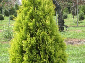 tuja-zapadna-yellow-ribbon-thuja-occidentalis-yellow-ribbon