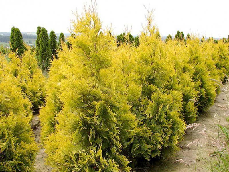 Tuja západná Aurescens 80 - 100cm